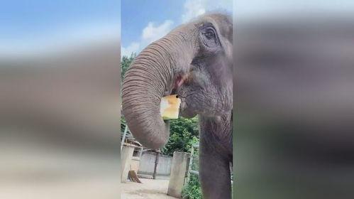 孟子石象吃瓜,瓜田李下,智慧食瓜的哲学寓言