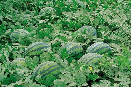 永久吃瓜群741261,一场全民参与的趣味盛宴