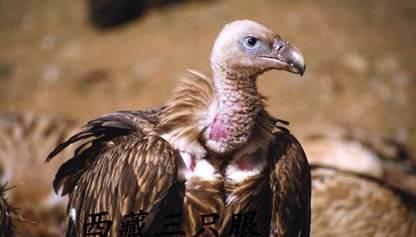 吃瓜秃鹫,揭秘神秘生物的生存智慧