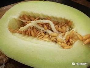 吃淡水瓜会过敏吗,吃淡水瓜真的会引发过敏反应吗？