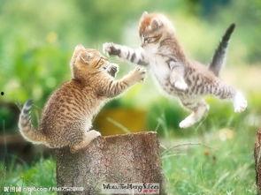 猫吃梨瓜热量,揭秘猫吃梨瓜后的热量变化