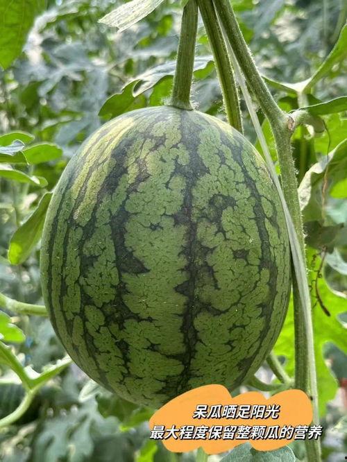 吃瓜1中,揭秘娱乐圈背后的秘密与真相