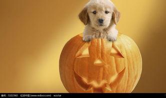 小狗可以吃酥瓜,酥瓜成新宠