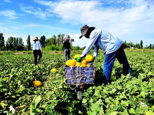 瓜州吃瓜甘肃敦煌,甘肃敦煌的瓜果之旅