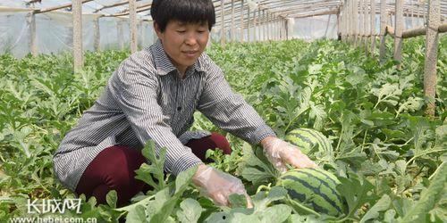 河北隆尧吃瓜事件,一场网络热议背后的真相与反思