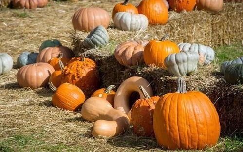 吃一瓜特效,健康无忧——揭秘吃一瓜特效的神奇魅力