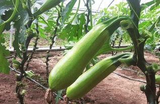 吃二钾双瓜,探寻神奇食材的养生奥秘